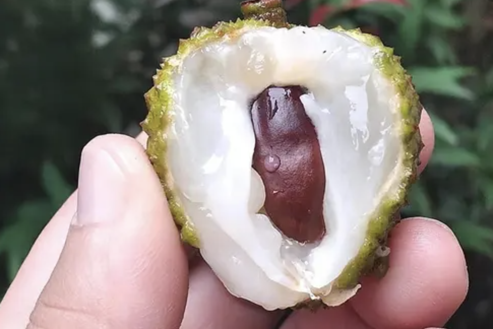 Castanheiro