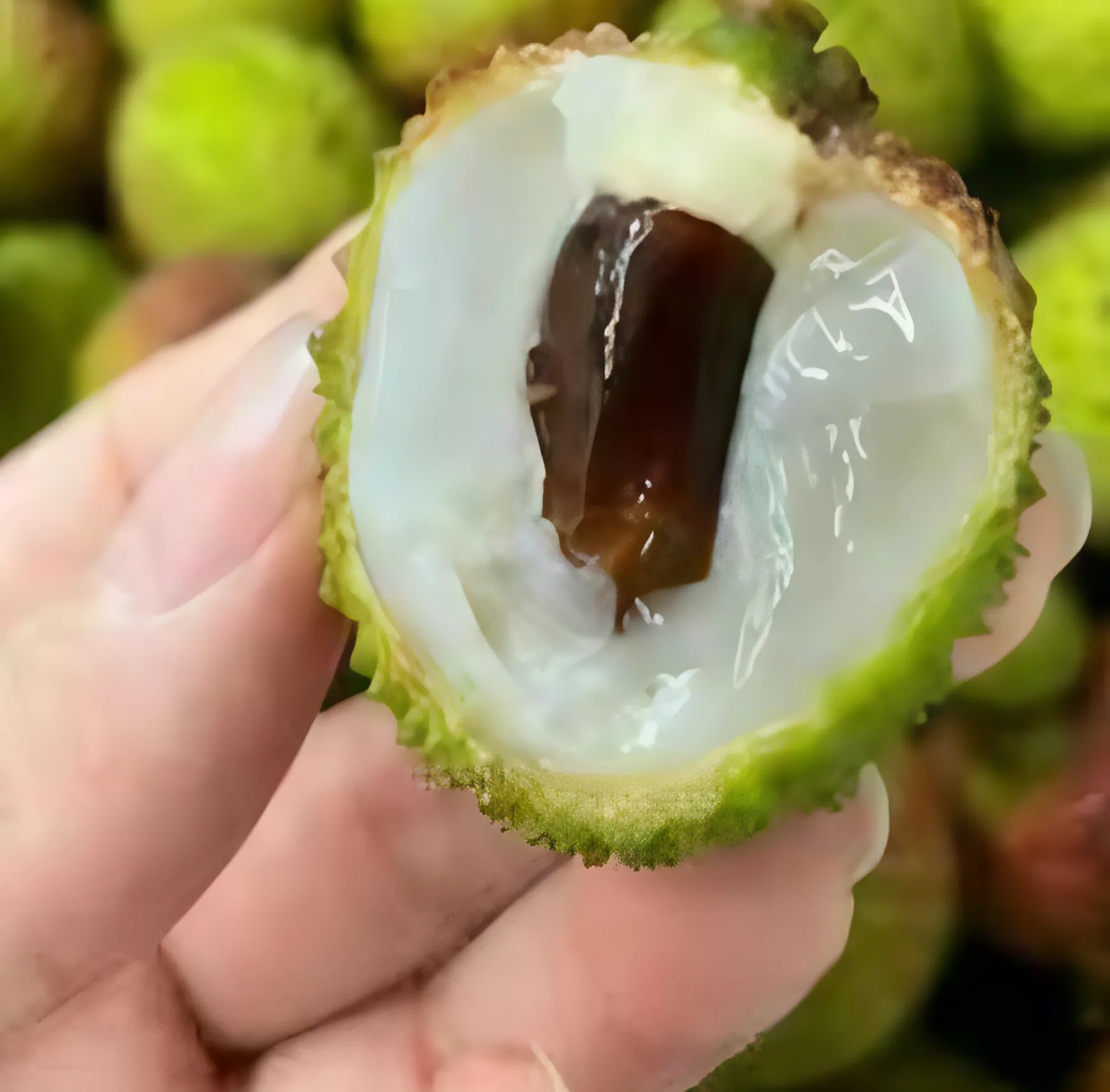 Lichia